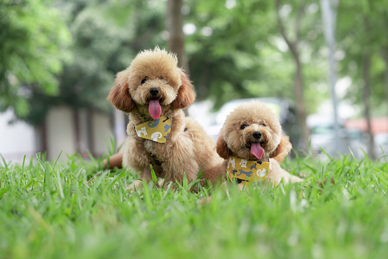 元気で人懐っこい?タイニープードルはどんな犬?