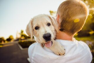 犬は飼い主の言葉を理解している！