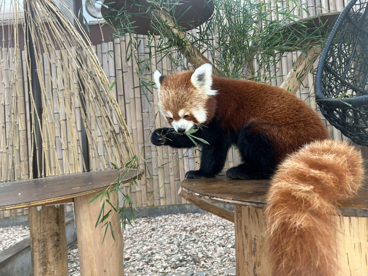 レッサーパンダは絶滅危惧種なのはなぜ?