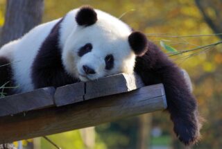 パンダを中国に返還するのはなぜ？