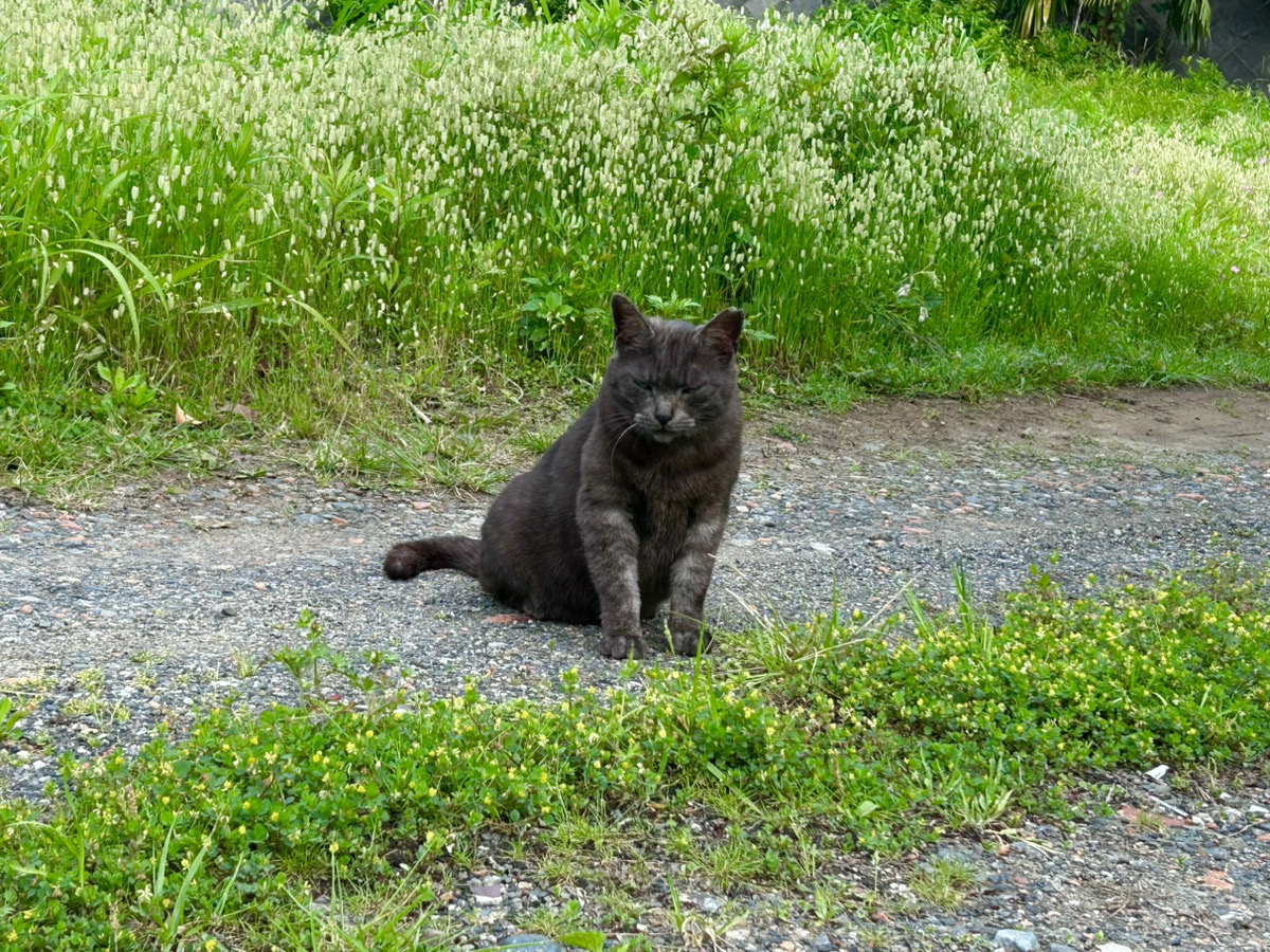 地域猫は生きるために工夫している!
