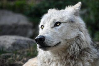 絶滅して復活した？ダイアウルフの謎
