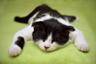 猫はパソコンの上が大好き！？