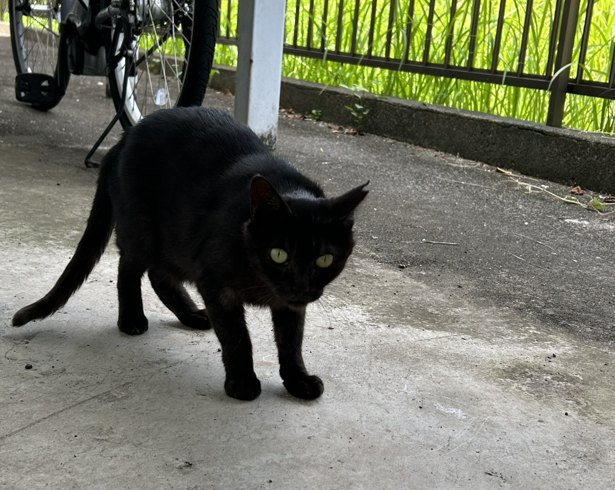 狸と猫の縄張り争い？どっちが勝つ？