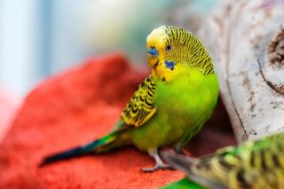 狸と猫の縄張り争い？どっちが勝つ？