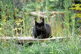 野良猫（地域猫）のトイレの場所の不思議