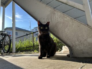 地域猫の縄張り争い！どれくらい広いの？