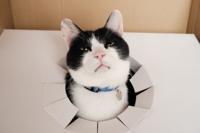 猫はダンボール箱が大好き！その理由は？