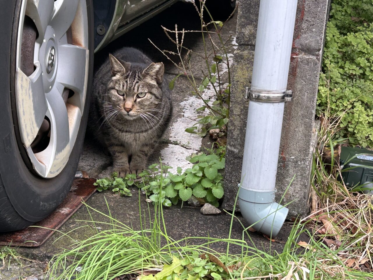 猫のヒゲは切っちゃダメ!切るとどうなる?