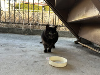 うちの猫たち、性格が全然違う件について