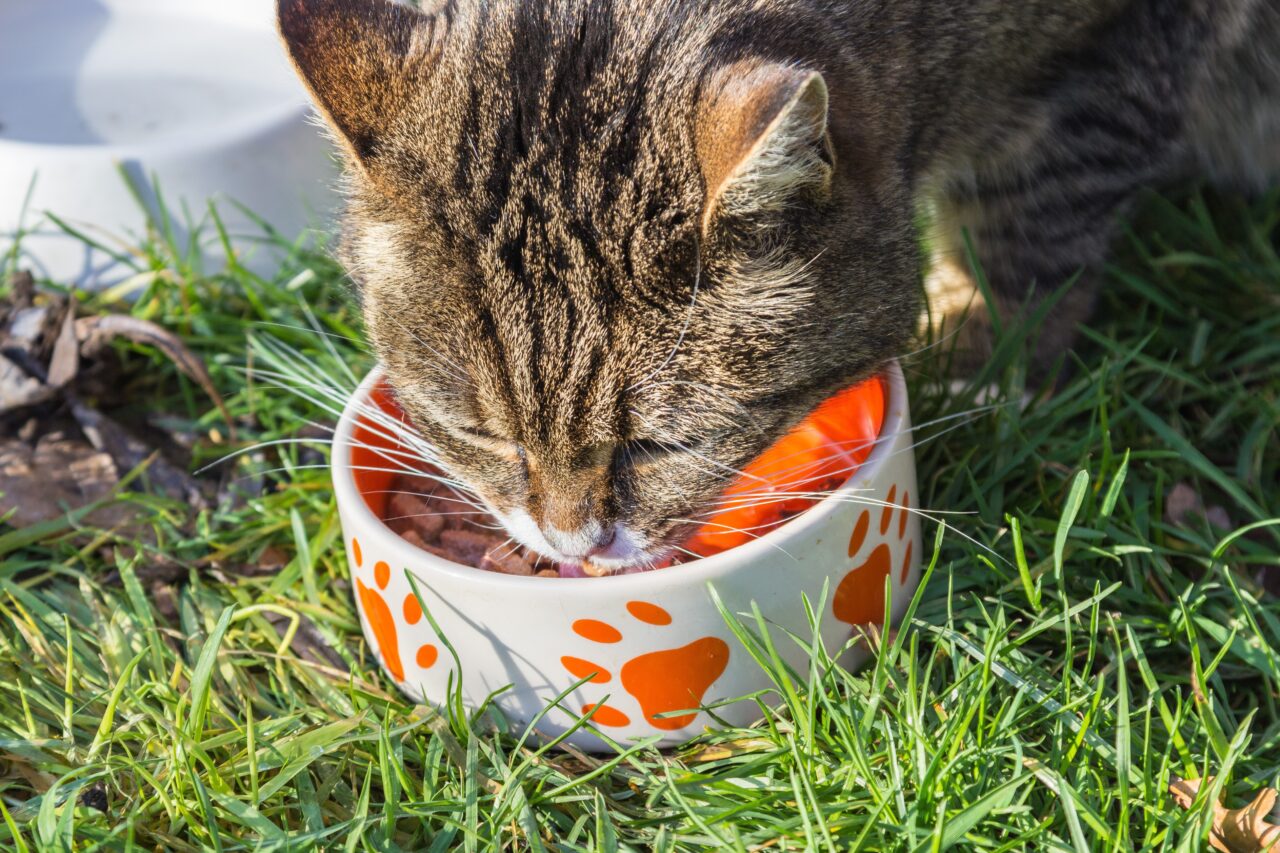 地域猫に餌をあげるのはダメなの？