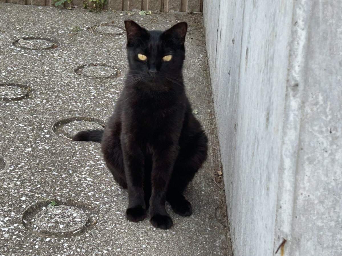 黒猫の目はオリーブ色が多い？その理由は？