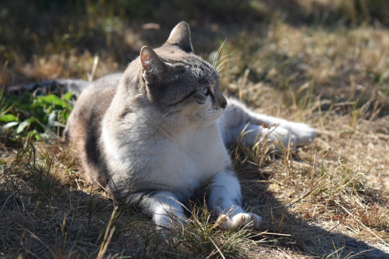 地域猫はどんな1日を過ごしているの？