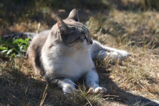 地域猫はどんな1日を過ごしているの？
