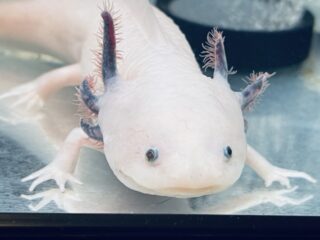 あの頃みんな夢中だった！ウーパールーパーブームの思い出