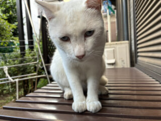 猫はなんで「ちゅ～る」が好きなの?