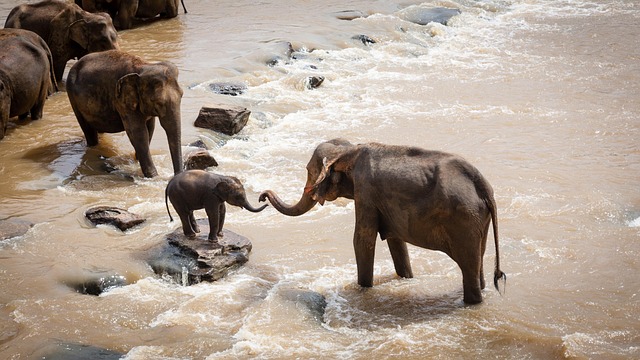 人間より長生きする動物たち。100年以上生きる長寿も！？