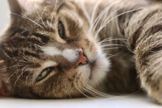 猫が「大好きな人」にだけ見せる何気ない仕草7つ