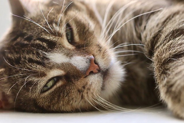 猫が「大好きな人」にだけ見せる何気ない仕草7つ